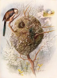 Schwanzmeise - Acredula caudata