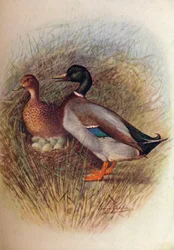 Stockente oder Wildente - Anas boscas, ca. 1910