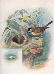 Sumpfmeise - Parus palustris, ca. 1910