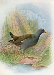 Teichhuhn oder Wasserhuhn - Gallinula chloropus, ca. 1910