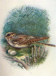 Ziegenmelker - Caprimulgus europaeus, ca. 1910