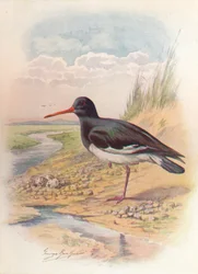 Austernfischer - Haematopus ostralegus, ca. 1910, 1910
