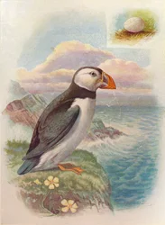 Papageitaucher - Fratercula arctica, ca. 1910