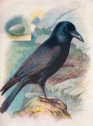 Rabe - Corvus corax