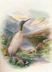 Rothalstaucher - Colymbus septentrionalis, um 1910