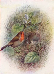 Rotkehlchen oder Robin - Erithacus rubecula