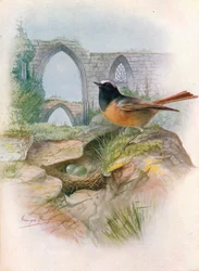 Gartenrotschwanz - Ruticilla phoenicurus, um 1910, 1910