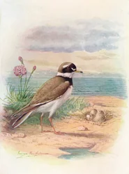Sandregenpfeifer - Aegialitis hiaticola, ca. 1910