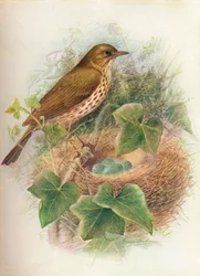 Singdrossel oder Mavis - Turdus musicus