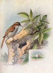 Baumläufer - Certhia familiaris, ca. 1910