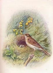 Baumpieper - Anthus trivialis, um 1910