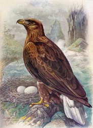 Weißschwanz- oder Seeadler - Haliaetus albicilla, ca. 1910