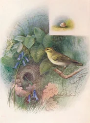 Waldlaubsänger - Phylloscopus sibilatrix, um 1910