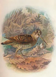 Waldschnepfe - Scolopax rusticola, ca. 1910, 1910