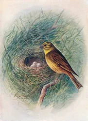 Goldammer - Emberiza citrinella, ca. 1910