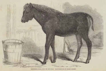 Bemerkenswerter Hybrid, aus dem New Forest