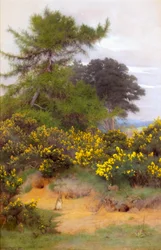 Am Rande von Shere Heath