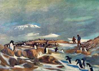 Rückkehr der Pinguine, ca. 1908, 1909