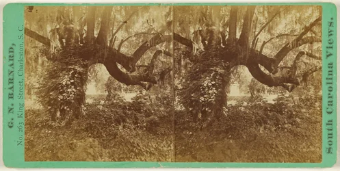 Lebende Eichen, Magnolia-Friedhof