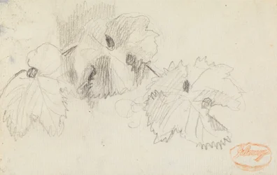 Studie von Blättern 1