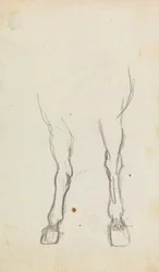Studie der Hufe eines Pferdes