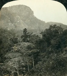 Tropische Vegetation in der Barron River Schlucht, Cairns, Queensland, Australien, ca. 1909