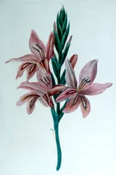 Gladiole, 19. Jahrhundert