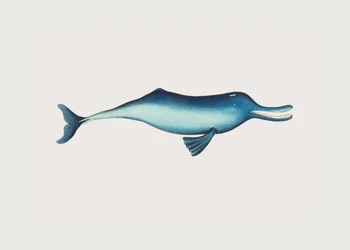 Ganges-Delfin