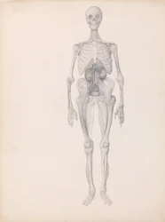 Vergleichende anatomische Darstellung der Struktur des menschlichen Körpers mit der eines Tigers und eines gewöhnlichen Huhns: Menschliche Figur, Vorderansicht (Fertige Studie der letzten Phase der Sektion)