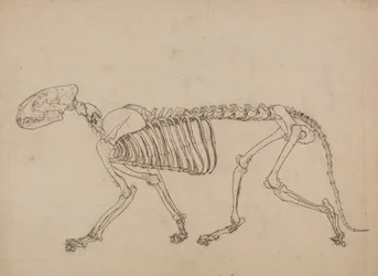 Vergleichende anatomische Darstellung der Struktur des menschlichen Körpers mit der eines Tigers und eines Haushuhns: Tigerskelett, Seitenansicht (Studie für die Schlüsselfigur zu Tafel IV)