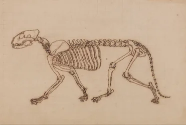Vergleichende anatomische Darstellung der Struktur des menschlichen Körpers mit der eines Tigers und eines gewöhnlichen Vogels: Tigerskelett, Seitenansicht