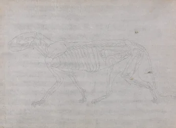 Vergleichende anatomische Darstellung der Struktur des menschlichen Körpers mit der eines Tigers und eines gewöhnlichen Huhns: Tigerkörper, Seitenansicht