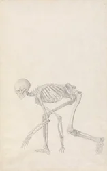Vergleichende anatomische Darstellung der Struktur des menschlichen Körpers mit der eines Tigers und eines gewöhnlichen Huhns: Menschliches Skelett, Seitenansicht (in hockender Haltung)