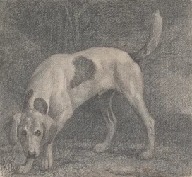 Ein Fuchshund auf der Fährte