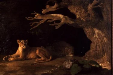 Ein Löwe und eine Löwin