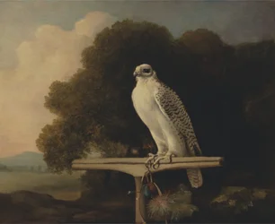 Grönlandfalke