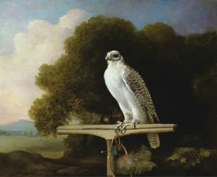 Grönlandfalke