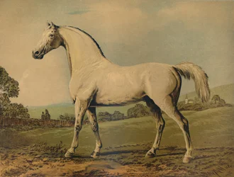 Mambrino. Gezüchtet von Lord Grosvenor, ca. 1770er, ca. 1879