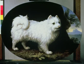 Porträt von Mrs. Frenchs weißem Schoßhund