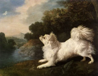 Spaniel des Malers Cosway jagt einen Schmetterling, 1775