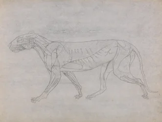 Studie eines Tigers, Seitenansicht, aus Einem Vergleichenden Anatomischen Exposé der Struktur des menschlichen Körpers mit dem eines Tigers und eines gewöhnlichen Huhns, ca. 1795-1806