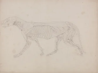 Studie eines Tigers, Seitenansicht, aus Einem Vergleichenden Anatomischen Exposé der Struktur des menschlichen Körpers mit dem eines Tigers und eines gewöhnlichen Huhns, ca. 1795-1806