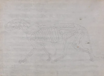 Studie eines Tigers, Seitenansicht, aus Einem Vergleichenden Anatomischen Exposé der Struktur des menschlichen Körpers mit dem eines Tigers und eines gewöhnlichen Huhns, 1795-1806