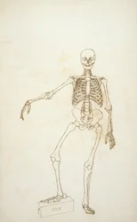 Studie der menschlichen Figur, Vorderansicht, aus 