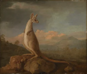 Der Kongouro aus New Holland (Känguru)