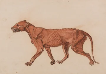 Tigerkörper, seitliche Ansicht