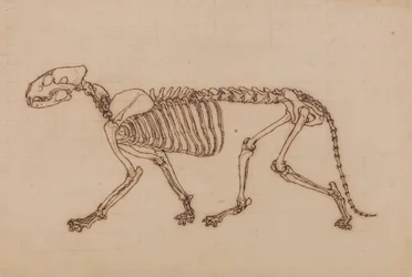 Tigerskelett, seitliche Ansicht