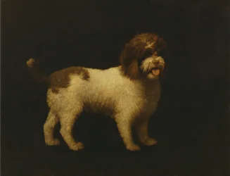 Wasserspaniel