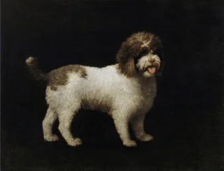 Wasserspaniel