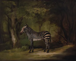 Zebra, ausgestellt 1763